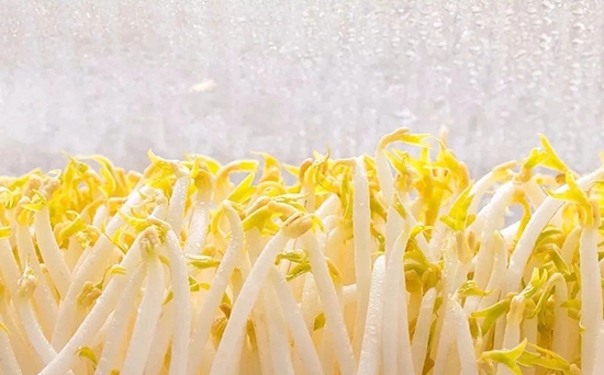 不要把豆芽直接放冰箱了，簡單一招，存放豆芽