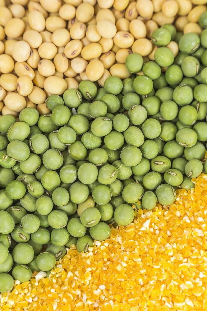 國慶獻(xiàn)禮|金豆子以品牌之力激活芽苗菜價(jià)值，用實(shí)績獻(xiàn)禮家國華誕